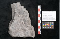 Foto (Objekt + Etikett) von Equisetum arenaceum Jaeg. (NHMW-GEO-2024-0188-10613)